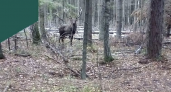 В фотоловушку во Владимирскую области попали волк и благородный олень