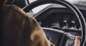 Водителям во Владимирской области предлагают зарплату от 100 тысяч рублей