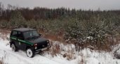 Лесоводы Владимирской области предупреждают об усилении охраны елок