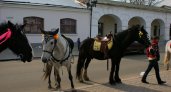 Во Владимирской области суд простил владелицу норовистой лошади по просьбе китайцев