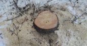 Спиленная елка стала объектом скандала в Коврове