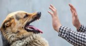 За прошедшую неделю во Владимирской области выявили три новых очага бешенства