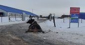 Жуткое падение десятка коров на ледяной дороге попало на видео во Владимирский области