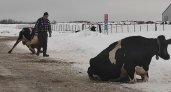 По факту падения коров на льду в Юрьев-Польском районе организована прокурорская проверка