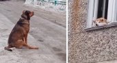 Милое видео с двумя влюбленными собаками растрогало владимирцев
