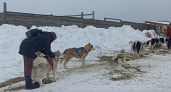 Во Владимирской области прошла благотворительная гонка "Дорога к Дому" для собак