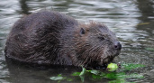 Во Владимирской области обнаружили бешеного бобра