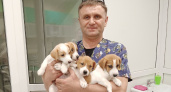 Питомец умрёт через 2-4 дня, если не знать этого: владимирский ветеринар об укусах клещей