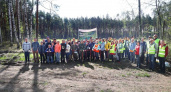 Жители Владимирской области высадили более 50 тысяч саженцев в рамках акции "Сад памяти"