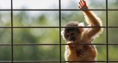 Во Владимирской области проверяют зоовыставки после укуса посетителя обезьяной