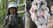 Совы бросают семьи, а чайки зимуют в Польше: зачем владимирские орнитологи кольцуют птиц