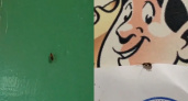 В столовой одной из владимирских школ не смогли потравить тараканов из-за нехватки денег