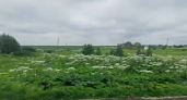 Царь дорог и полей: во Владимирской области борщевиком заражено более 3 тысячи га земли