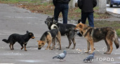 В Судогодском районе бездомные собаки пробрались на участок и загрызли 22 птицы