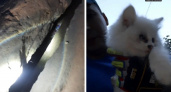 В Коврове спасатели вытащили котёнка, который застрял под бетонными ступенями дома