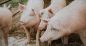 В Ковровском районе заподозрили еще один случай заболевания африканской чумой свиней