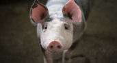 Во Владимирской области содержащим свиней гражданам не рекомендуют ходить в лес