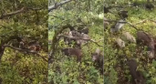 В Петушинском районе семья грибников чуть не стала жертвой нападения кабанов
