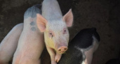 В Ковровском районе зафиксировали новую вспышку африканской чумы свиней
