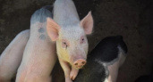 В Ковровском районе появился уже четвертый очаг африканской чумы свиней