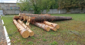 Во Владимирской области мужчина "наломал" дров на 600 тысяч рублей