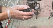 Работницы кафе в центре Владимира спасли птенца стрижа