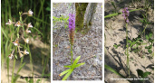 В Дюкинском заповеднике Владимирской области открыли 3 вида орхидей