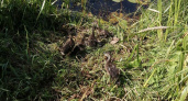 В охотничьи угодья Владимирской области выпустили 1400 особей молодняка кряквы