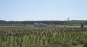 Во Владимирской области крупный питомник оштрафовали за пестициды
