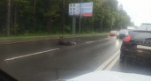 Во Владимирской области произошло более 60 ДТП с участием диких животных