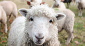 Во Владимирской области обнаружен новый очаг оспы овец