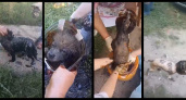 Во Владимирской области добрые люди спасли собаку, провалившуюся в яму с мазутом