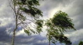 Обрушится непогода: владимирцев предупреждают о сильном ветре