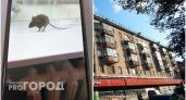 "Ловим мышей голыми руками": в квартиры владимирцев из магазина бегут серые вредители