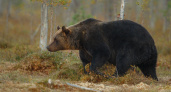 Нейросеть защитит жителей Крайнего Севера от неожиданных встреч с бурыми медведями