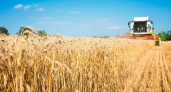 Во Владимирской области собрали более 304 тысяч тонн зерна