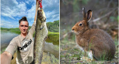 Из города в деревенскую глушь: модный фотограф теперь снимает сов, лосей и енотовидных собак