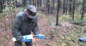 В лесах Владимирской области раскладывают вакцину от бешенства