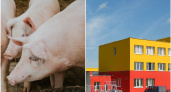 На заводе "Хаме Фудс" ввели карантин по африканской чуме свиней