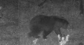 Во владимирских лесах в фотоловушку попал крупный медведь