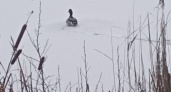 Жители Вяткино боятся, что на озере замёрзнет селезень-одиночка