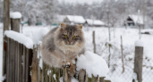 Россиянам рассказали о серьезных штрафах за снег на даче