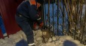 "Громко скулила": в Боголюбове спасатели освободили застрявшую в заборе косулю