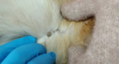 Ветеринары рассказали об уникальном случае: на собаку зимой напал клещ