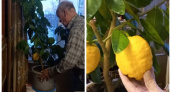 82-летний пенсионер из Юрьев-Польского вырастил в своей квартире огромные лимоны