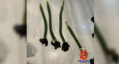 Троих александровцев задержали за выращивание кактусов