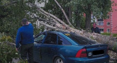 С администрации Камешковского района взыскали ущерб за упавшее на машину дерево