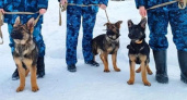 На службу в УФСИН России по Владимирской области приняли породистых щенков немецкой овчарки