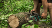 За проделки черных лесорубов во Владимирской области понесёт наказание арендатор лесного участка