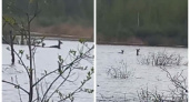В Петушинском районе засняли двух благородных оленей, преодолевающих разлив 